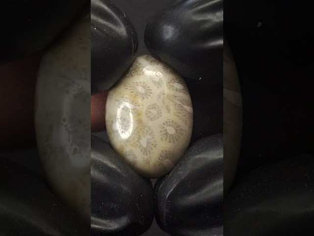 حجر فوسيل احفوري طبيعي