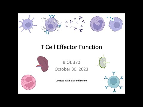 Immunology Fall 2023: Lecture 23 T Cell Effector Function