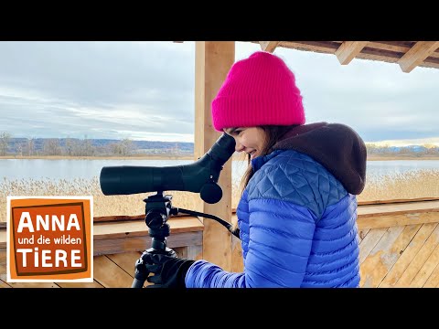 Futter für die Wintervögel | Reportage für Kinder | Anna und die wilden Tiere