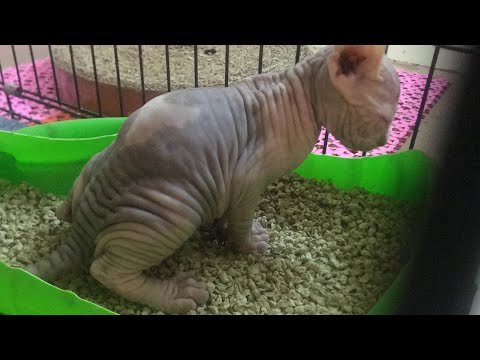 Cute Hairless Kittens learn to pee (poop) in their litter box ! | Sphynx Kittens