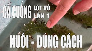 KINH NGHIỆM NUÔI CÀ CUỐNG MỚI LỘT VỎ ĐÚNG CÁCH