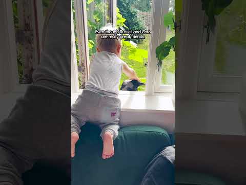 Crow Named Russell Waits For His Favorite Kid To Get Home From School | The Dodo
