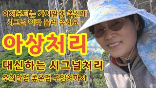 사과나무 비에이처리  가지발생촉진제 시그널 처리[사과재배]