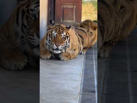 Sneaky Tiger and Lion 😳🐯🦁