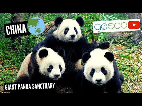Volunteer with Pandas in China | GoEco
