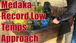 Medaka Outdoors w/ Record Low Temps Coming! #fishkeepinghobby #medaka #aquarium #japanesericefish 