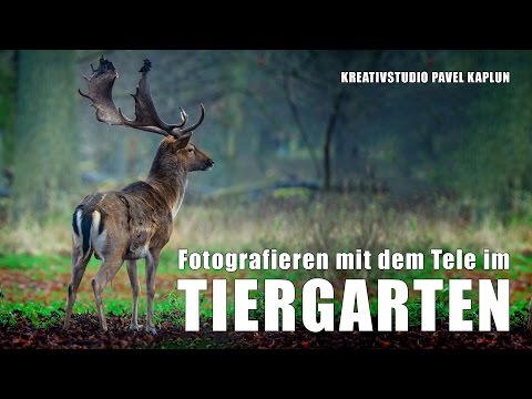 Fotografieren im Tiergarten mit dem Tele