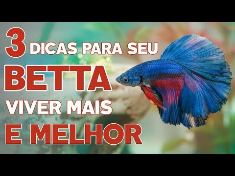 3 DICAS PARA SEU BETTA VIVER MAIS [ E MELHOR ] 💕🐟