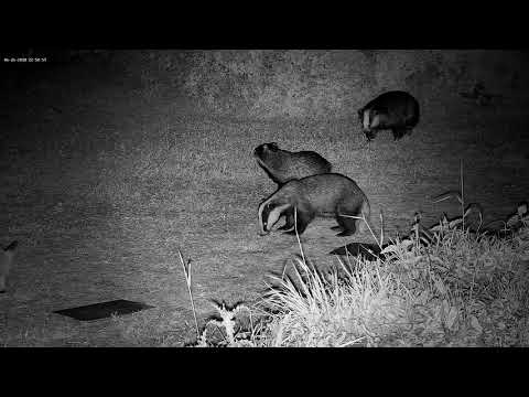 Nervous badger grumbling at a new arrival - with sounds