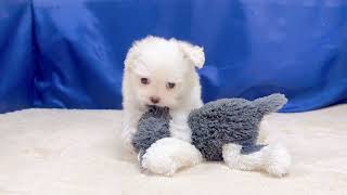 ハーフ犬の動画01