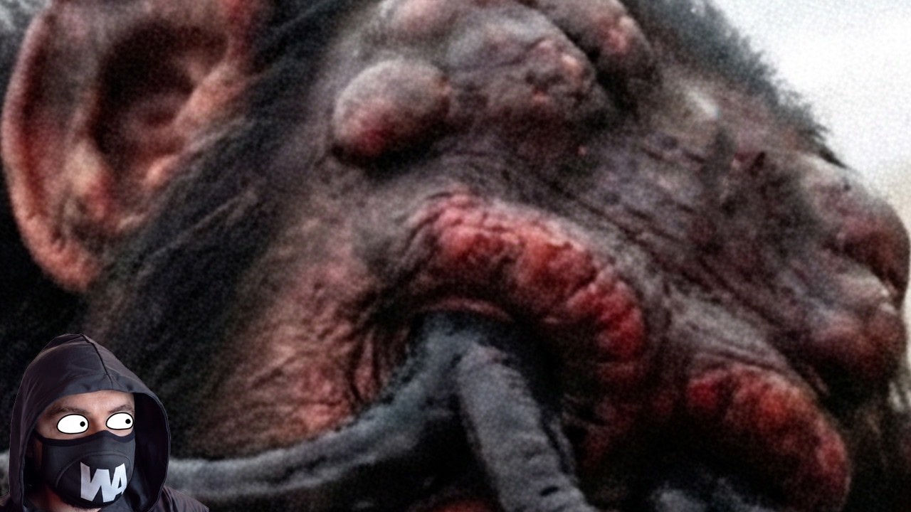Si Esto Continúa, Perderemos A Todos Los Chimpancés Del Mundo
