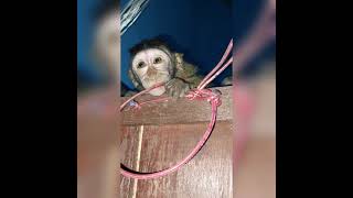 Download lagu anak monyet ngamuk pertama kali diikat , nangis gak mau ditinggal .. mp3