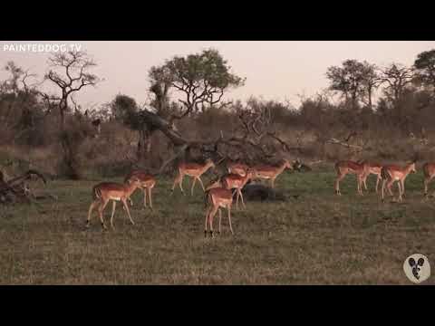 Impala Herd at Sunset - Private Virtual Safari Highlight