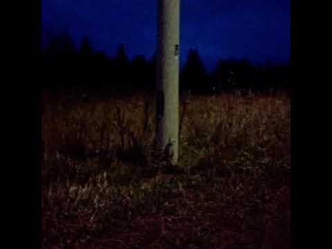 SoftVariation - Cicada; Rat King