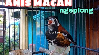 Download lagu kicau Anis macan gacor ngeplong suara jernih mp3