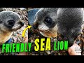 Friendly Baby Sea Lion Approaches a Lady