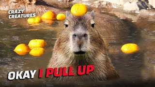 Ok Capybaras Pull Up
