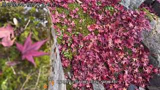Download lagu [Vietsub] Togetsukyou Kimi Omofu - Kuraki Mai mp3