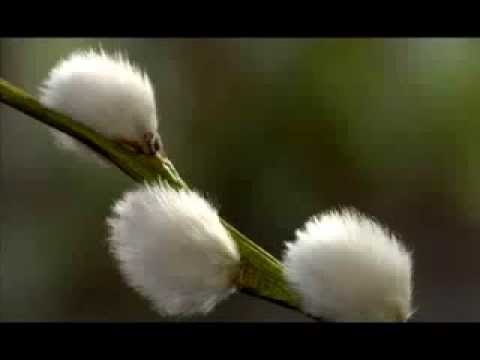 download lagu mp3 mp4 Surah Baqarah With Urdu Translation, download lagu Surah Baqarah With Urdu Translation gratis, unduh video klip Download Surah Baqarah With Urdu Translation Mp3 dan Mp4 320kbps Gratis