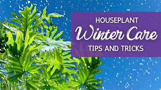 Winter Plant Prep and Care: The Complete Guide to Keeping Your Plants Alive