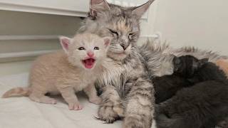 Download lagu Kittens With Silent Meows mp3