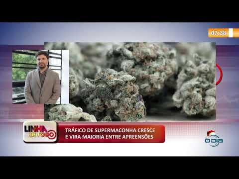 LINHA DE FOGO (16 12) TRíFICO DE SUPERMACONHA CRESCE E VIRA MAIORIA ENTRE APREENSí•ES
