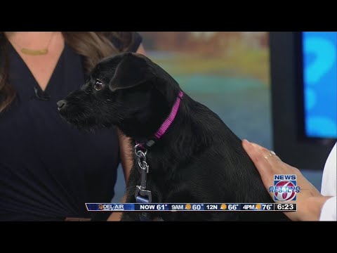 Ask a Vet - Heartworm disease treatment