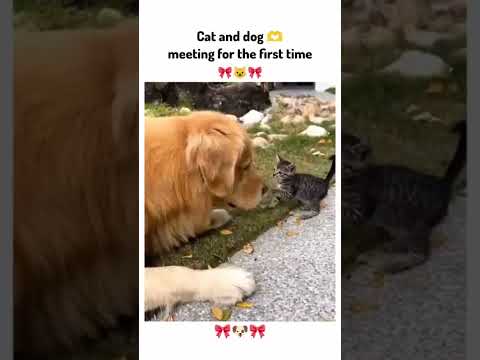 cute cat fight #cutecat #cute #fight #cuteanimals