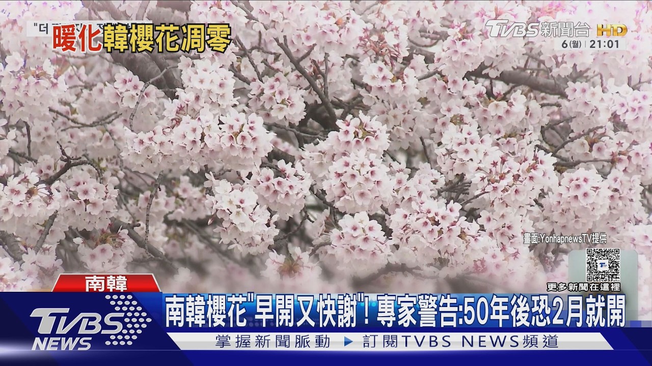南韓櫻花「早開又快謝」! 專家警告:50年後恐2月就開