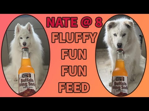 Drinking Buffalo Wings - Fluffy Fun Fun Feed