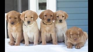 Video preview image #1 Labrador Retriever Puppy For Sale in GREEN PARK, PA, USA