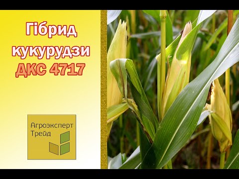 Кукурудза ДКС 4717 🌽 - опис гібрида 🌽