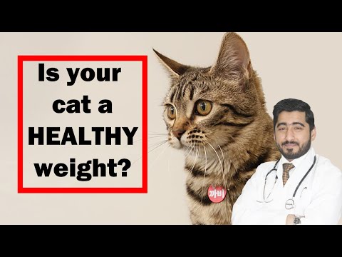 How to Calculate Cat Weight? | Healthy Weight | Vet Furqan Younas