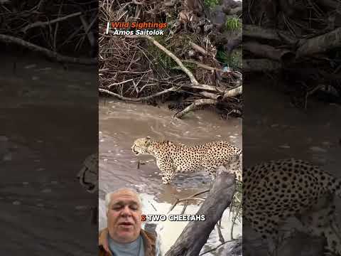 GUEPARDOS atravessam rio cheio de CROCODILOS…😱😱 #animals #cheetah #crocodile