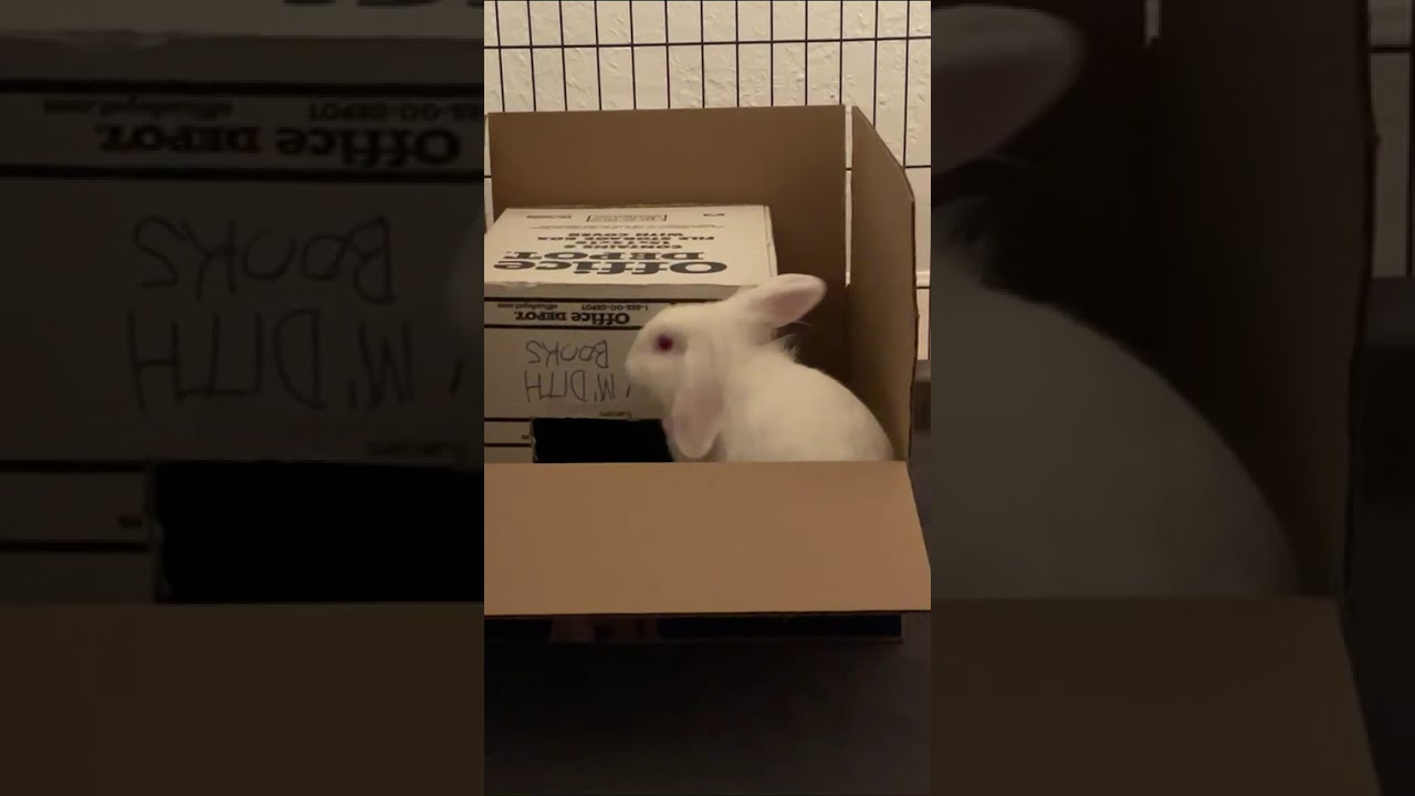 Enlarge Blanquita, a Adoptable American Fuzzy Lop in The Woodlands, TX video 6/6