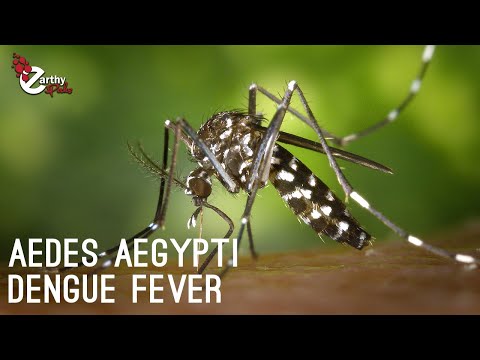 Life Cycle For Aedes Aegypti: From Primary To Tertiary Hosts