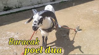 Download lagu Baracak poel dua || Andir Bayongbong sheep market mp3 Download lagu Baracak poel dua || Andir Bayongbong sheep market mp3