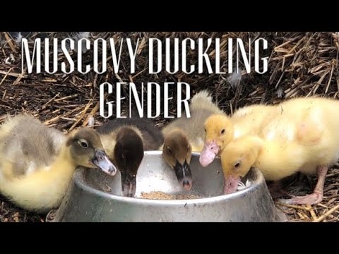 MUSCOVY DUCKLINGS BOYS OR GIRLS - Muscovy Duck Gender / Ducks