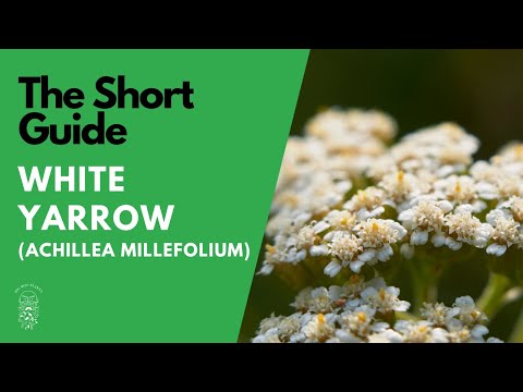 The Short Guide to the White Yarrow (Achillea Millefolium)