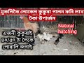 প্রাকৃতিক ভাবে লোকেল মুৰ্গী পোৱালি উৎপাদন কৰি পালন কৰাৰ লাভালাভ naturally chicken egg hatching