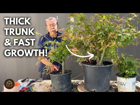 How to Turn Home Depot Nursery Stock into Bonsai Trees: 1 Year Progress Update!