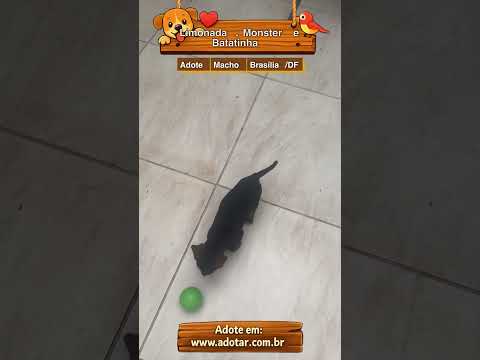 Vídeo de Limonada, Monster e Batatinha