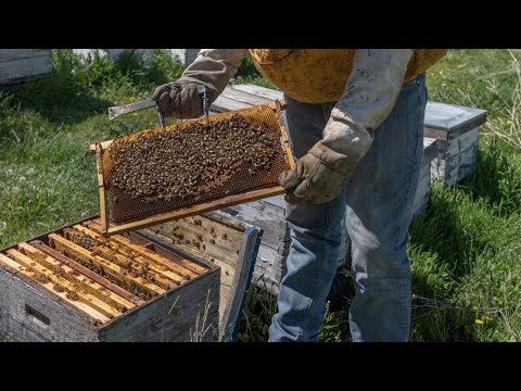 Descubriendo el norte de Neuquén: hoteles, miel artesanal y vinos