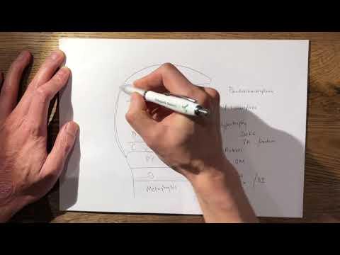 16  Physis FRCS Tr&Orth