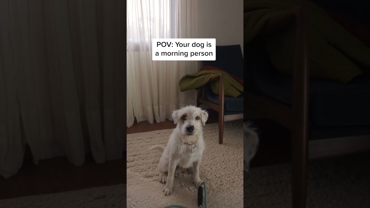 Spot, meet Spot. 🐾⏰ Check out the all-new Echo Spot today!