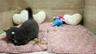 ブリティッシュショートヘアの動画01