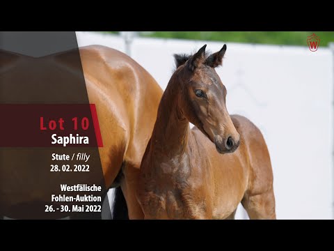 Fohlen-Auktion 26. - 30. Mai Lot 10 Saphira Stute v. Salitos - Lissaro