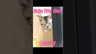 Titia Diary07「仔猫お迎えしました」【day15to17】 #アメリカンショートヘアー #シルバータビー #shorts