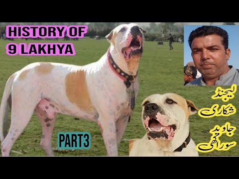 History of 9lakhya | champion dog | pakistani famous bully kutta | javaid sorakhi | sial daily vlog