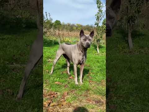 Perros que Casi Nadie Conoce 😳 (Uno CANTA y Otro No Tiene Pelo)